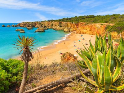 Tropical plants on cliff rocks Tropical plants on cliff rocks with view of beautiful beach near Portimao town, Algarve region, Portugal